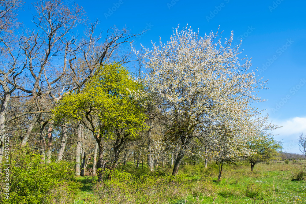 Flowering fruit trees a sunny spring day Flowering fruit trees a sunny spring day