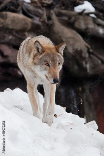 Powerful wolf leaves lowering head against the background of snowcloth and black cliffs photo