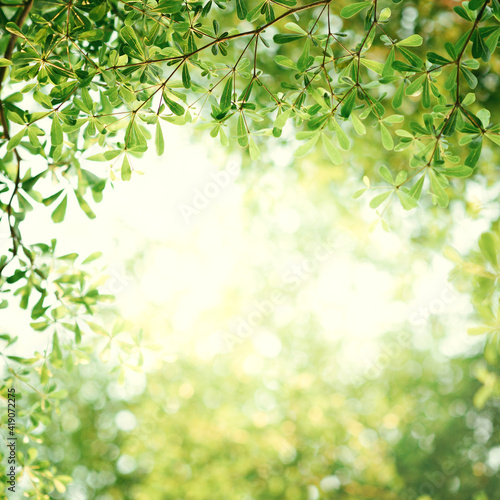 Spring background, Fresh green tree leaves on blurred background.