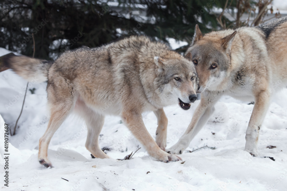 The female of the gray wolf is fun playing with the male wolf during the marriage games