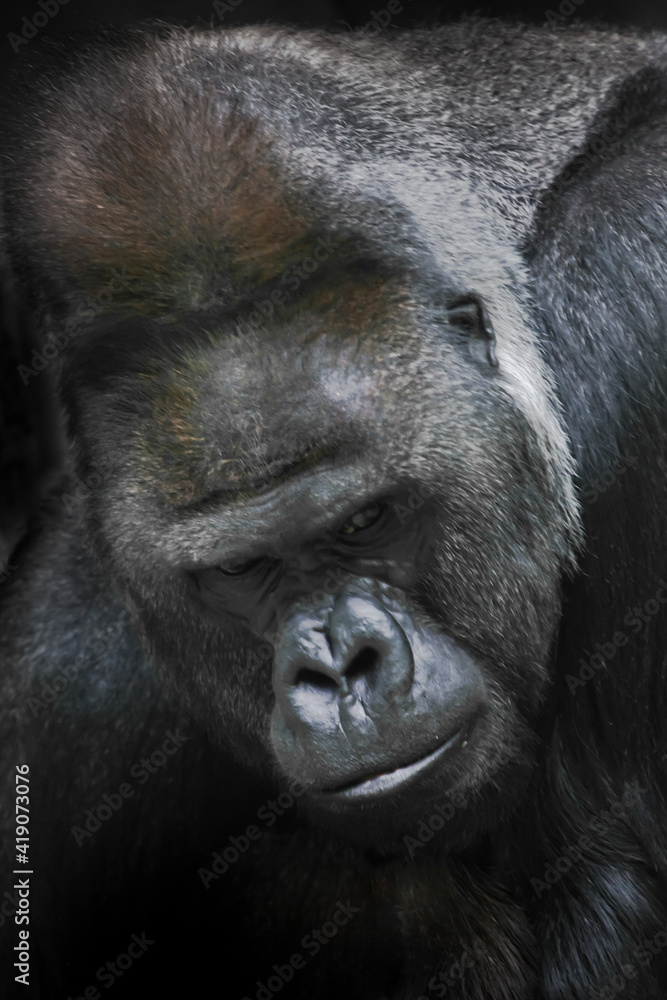 Portrait of a white powerful male gorilla, a grimy thoughtful c Portrait of a white powerful male gorilla, a grimy thoughtful c