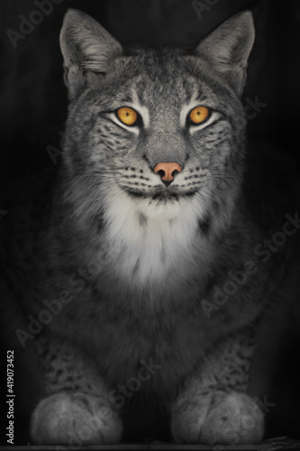 Lynx cat in the dark with orange glowing eyes  discolored photo on black