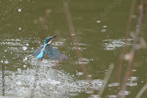 common kingfisher in flight