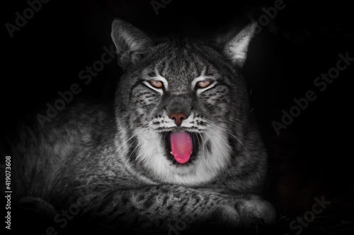 Big lazy cat lynx yawning in the night with a red mouth