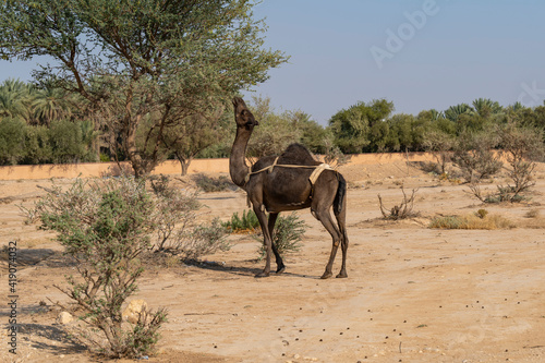 Camel farm at the tuwaiq mountains near Riyadh  Saudi Arabia