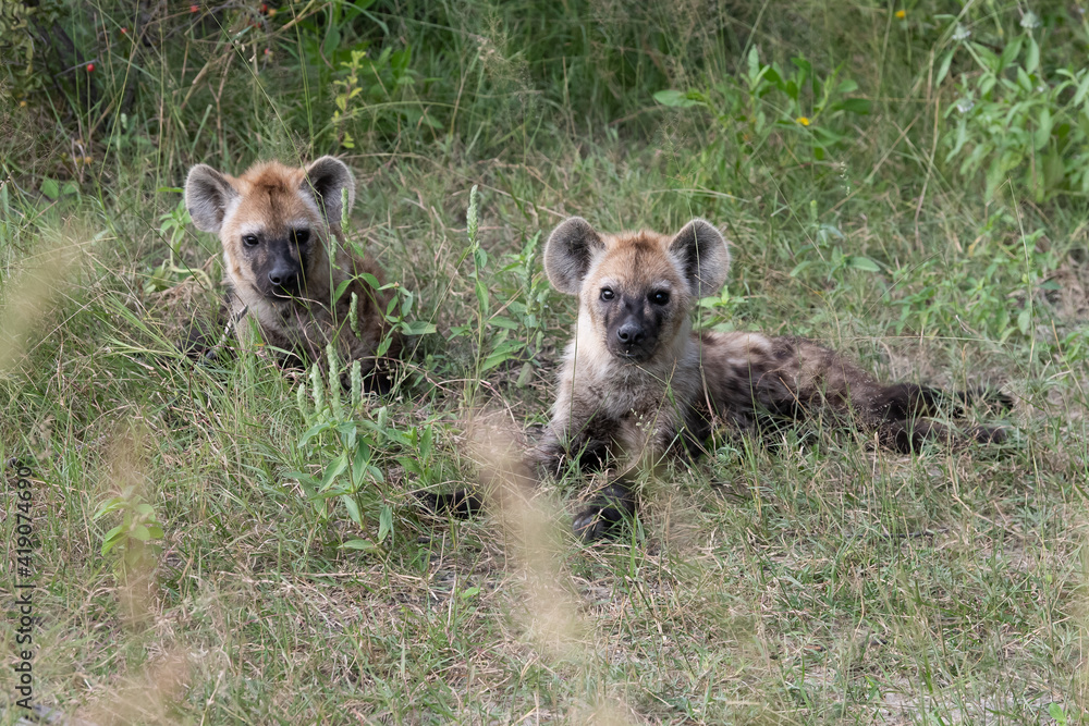 Hyena, detail portrait. Spotted hyena, Crocuta crocuta, angry animal near the water hole, dark forest with trees. Animal in nature, Okavango, Botswana. Wildlife Africa. Hyena, detail portrait. Spotted hyena, Crocuta crocuta, angry animal near the water hole, dark forest with trees. Animal in nature, Okavango, Botswana. Wildlife Africa.