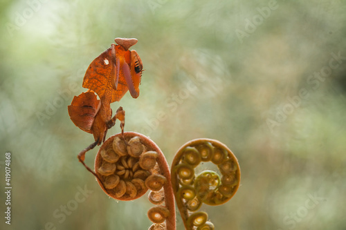 deroplatys truncata from Borneo Island photo