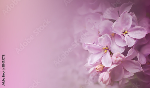 Abstract soft focus floral background, spring lilac violet flowers,