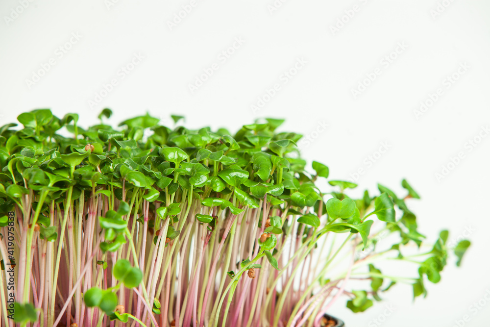 Growing sprouted seeds, microgreens. Healthy lifestyle. Green sprouts in a block of soil. Growing sprouted seeds, microgreens. Healthy lifestyle. Green sprouts in a block of soil.