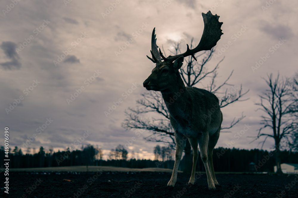 Naklejka premium deer in the dark