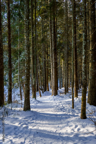 .forest in winter in sunny weather