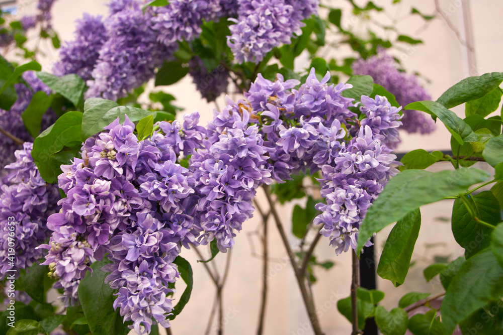 Lilac flowers. A sprig of blooming lilac close-up. Beautiful lilac flowers macro. Spring flowering lilac Bush. Lilac flowers. A sprig of blooming lilac close-up. Beautiful lilac flowers macro. Spring flowering lilac Bush.