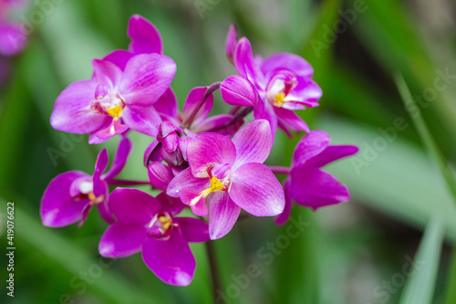 Orchid flowers in the garden.