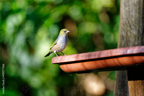 A New Zealand waxeye stands on the edge of a bird table