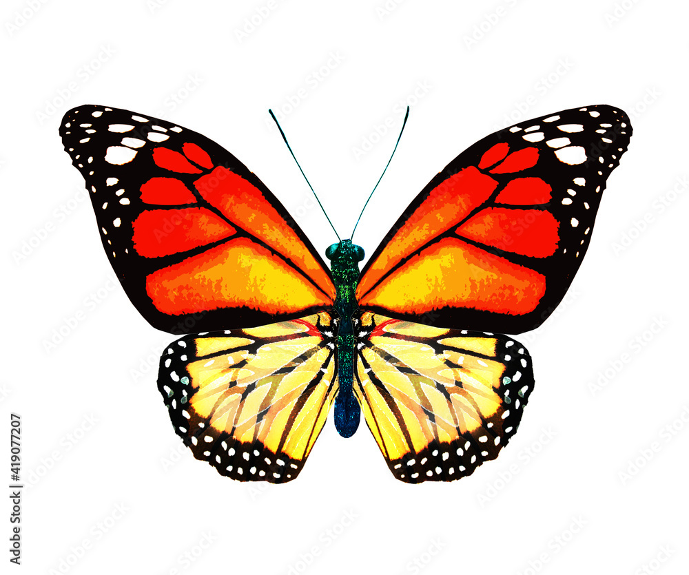 Fototapeta premium Color monarch butterfly , isolated on the white background