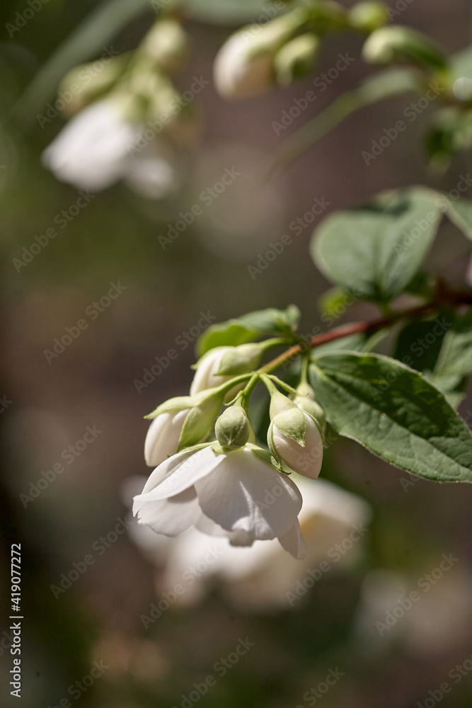 Close up of jasmine flowers on branche in the garden Close up of jasmine flowers on branche in the garden
