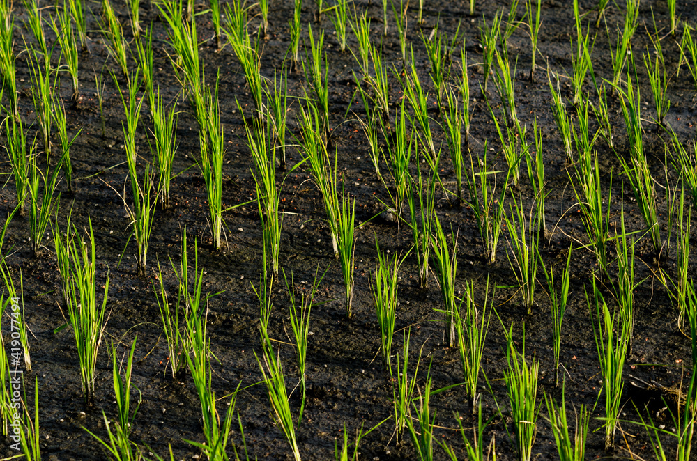 Fototapeta premium green grass