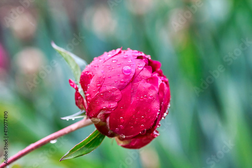 Romantic pink peonies in spring garden sunny day photo