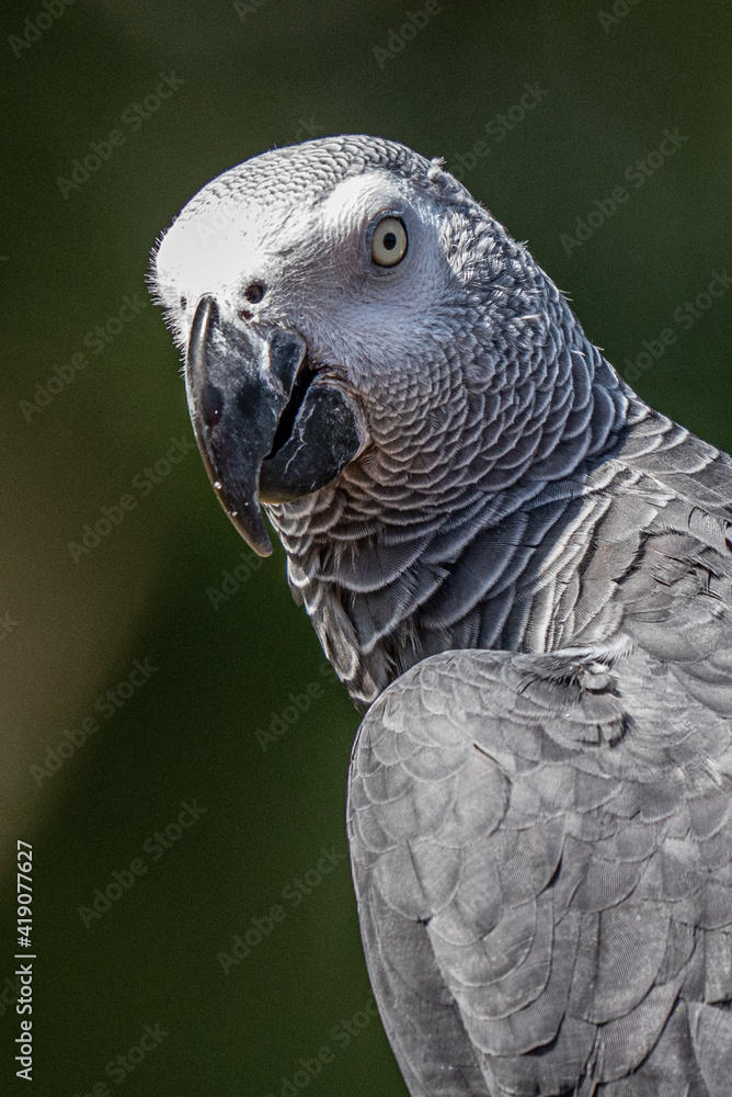 Fototapeta premium Grey parrot (Psittacus erithacus) Congo African grey parrot