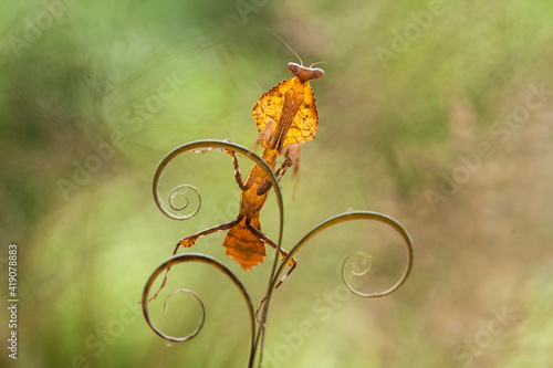 deroplatys truncata from Borneo Island photo