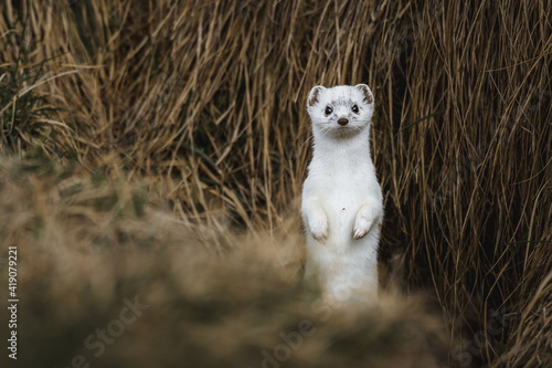 stoat or short-tailed weasel in white winter fur standing in front of its den in Emmental photo