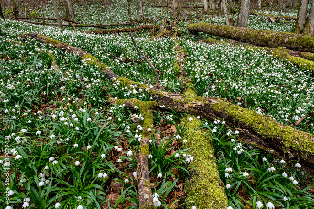 forest floor full of spring snowflakes (german Märzenbecher, lat. Leucojum vernum) in Switzerland forest floor full of spring snowflakes (german Märzenbecher, lat. Leucojum vernum) in Switzerland