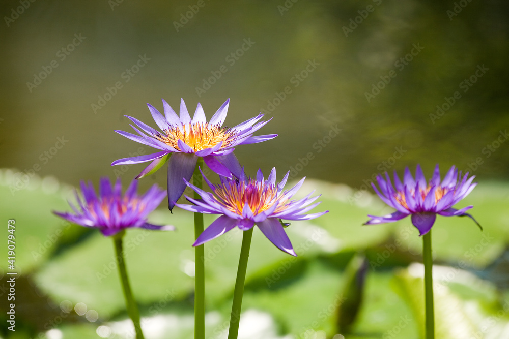Fototapeta premium Sunlit water lily flowers