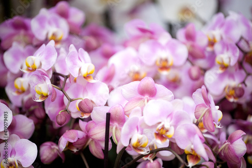 Close up of blooming pink orchids