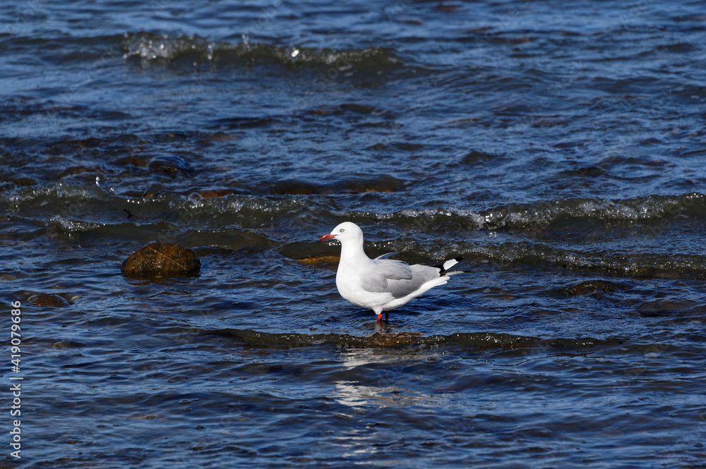 An immature red billed gull stands in the shallows of the sea An immature red billed gull stands in the shallows of the sea