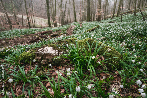 moos covered rock surrounded by a field of wildgrowing spring snowflakes (german Märzenbecher, lat. Leucojum vernum) in a swiss forest photo