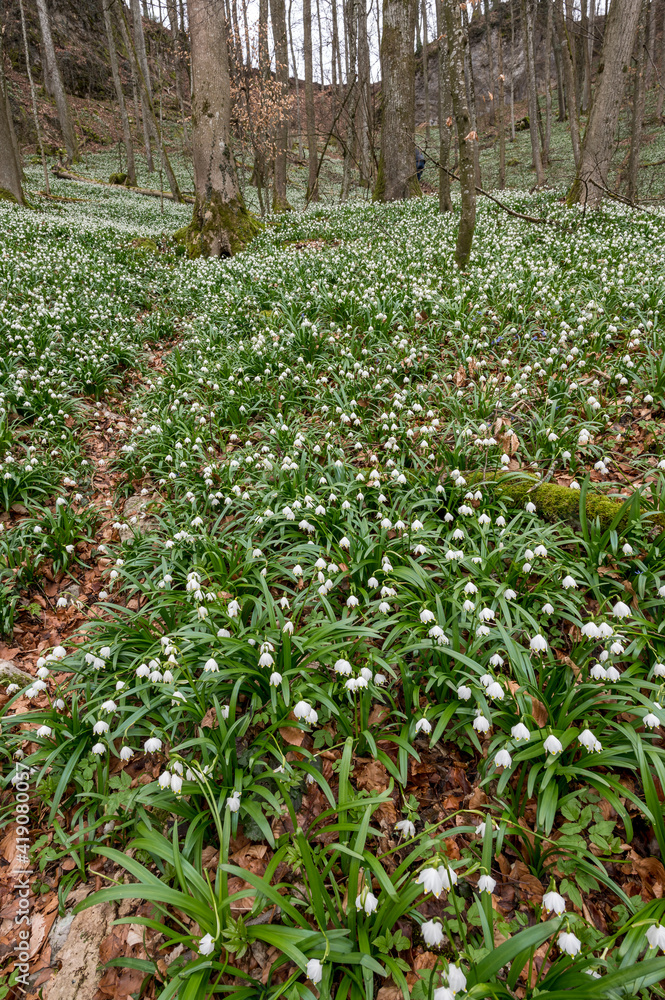 forest floor covered by spring snowflakes (german Märzenbecher, lat. Leucojum vernum) in Switzerland forest floor covered by spring snowflakes (german Märzenbecher, lat. Leucojum vernum) in Switzerland