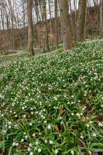 forest floor covered by spring snowflakes (german Märzenbecher, lat. Leucojum vernum) in Switzerland