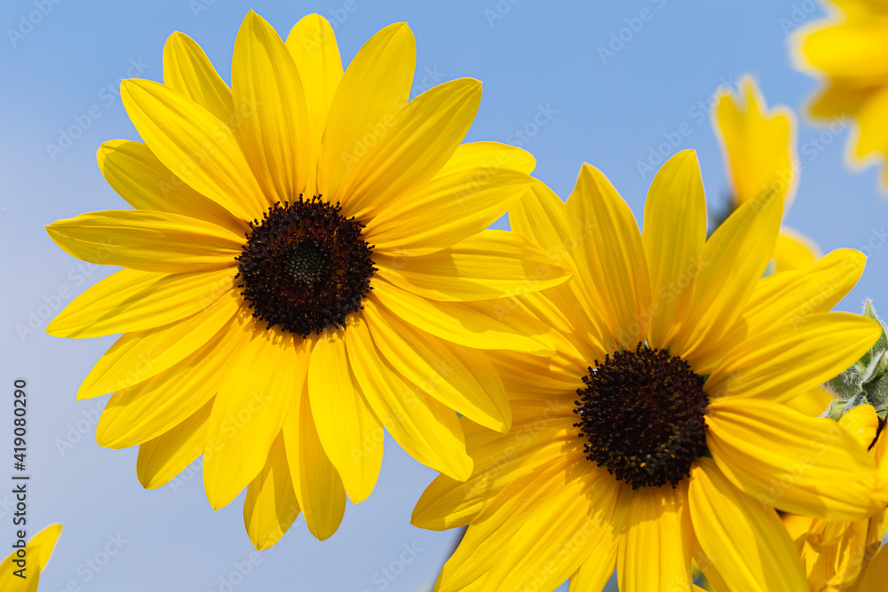 Obraz premium Sunflower over cloudy blue sky in spring day