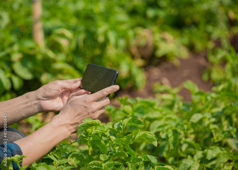 Business man a farmer's watching the potato plant photos of potato leaves on the Harvest season Business man a farmer's watching the potato plant photos of potato leaves on the Harvest season