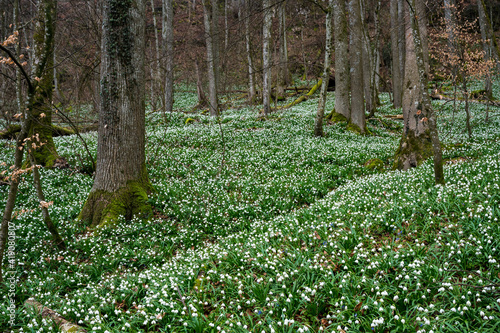 wild growing spring snowflakes (german Märzenbecher, lat. Leucojum vernum) in a forest in Switzerland