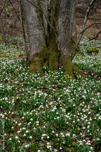 tree surrounded by a field of wildgrowing spring snowflakes (german Märzenbecher, lat. Leucojum vernum) in Switzerland photo