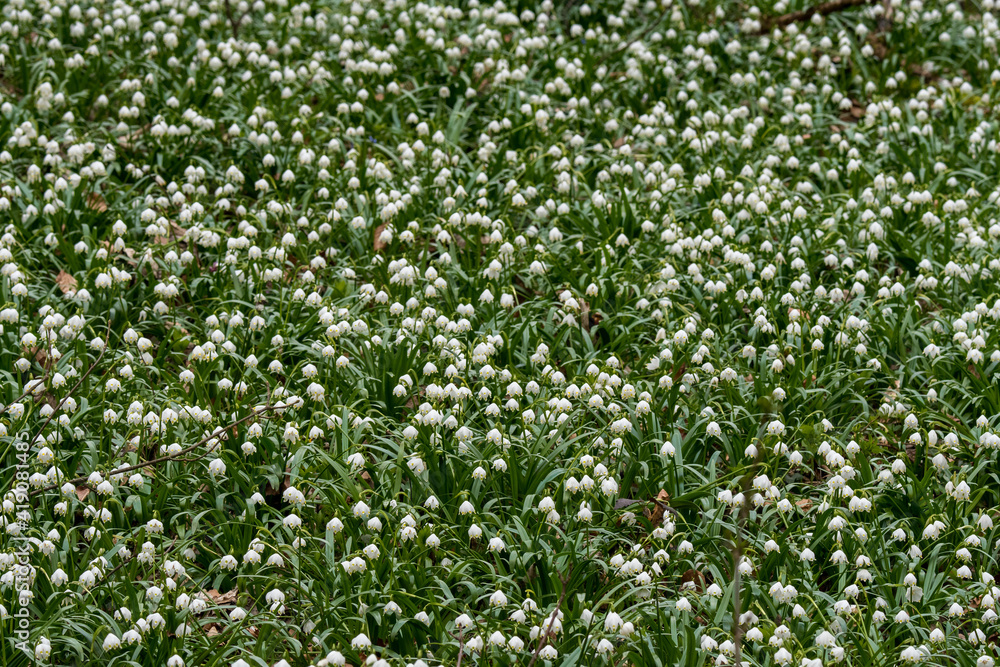 spring snowflakes in a forest (german Märzenbecher, lat. Leucojum vernum) in Switzerland spring snowflakes in a forest (german Märzenbecher, lat. Leucojum vernum) in Switzerland