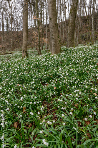 forest floor covered by spring snowflakes (german Märzenbecher, lat. Leucojum vernum) in Switzerland