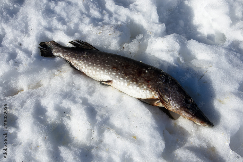 dead northern pike on ground at winter
