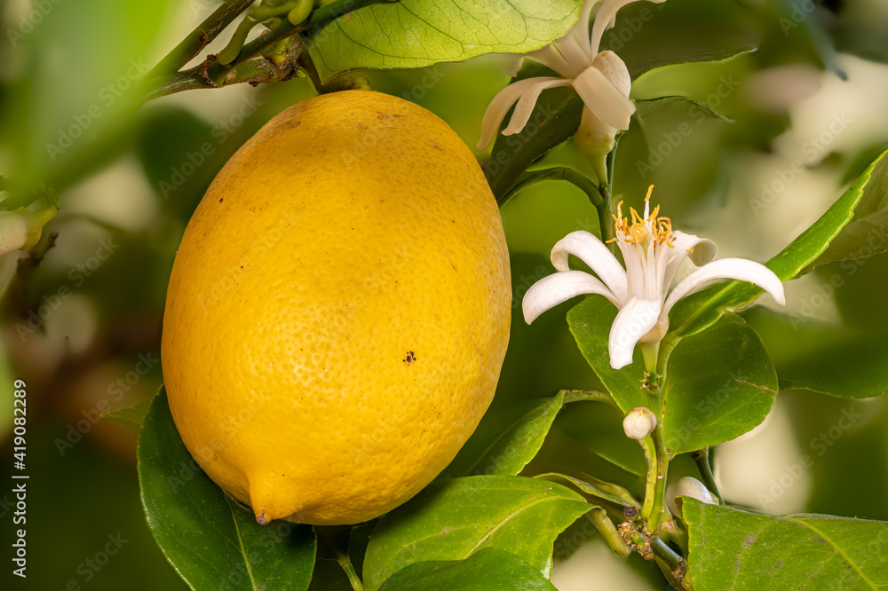Detail shot of a lemon blossom and fruit hanging next to each other on the tree