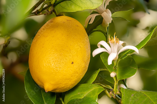 Detail shot of a lemon blossom and fruit hanging next to each other on the tree
