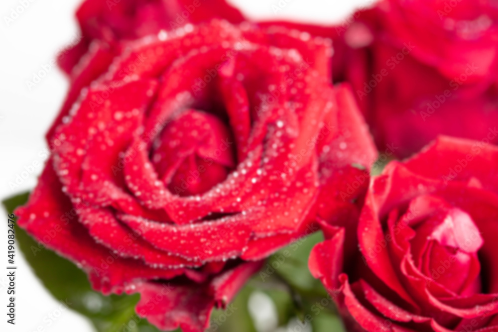 A bouquet of red roses, on a light background. Close-up of dew drops on the petals. In the concept of congratulations on a holiday, anniversary, birthday there is a place for text.