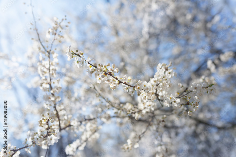Beautiful white cherry blossom branches against sunny blue sky Beautiful white cherry blossom branches against sunny blue sky