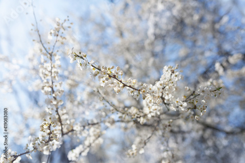 Beautiful white cherry blossom branches against sunny blue sky