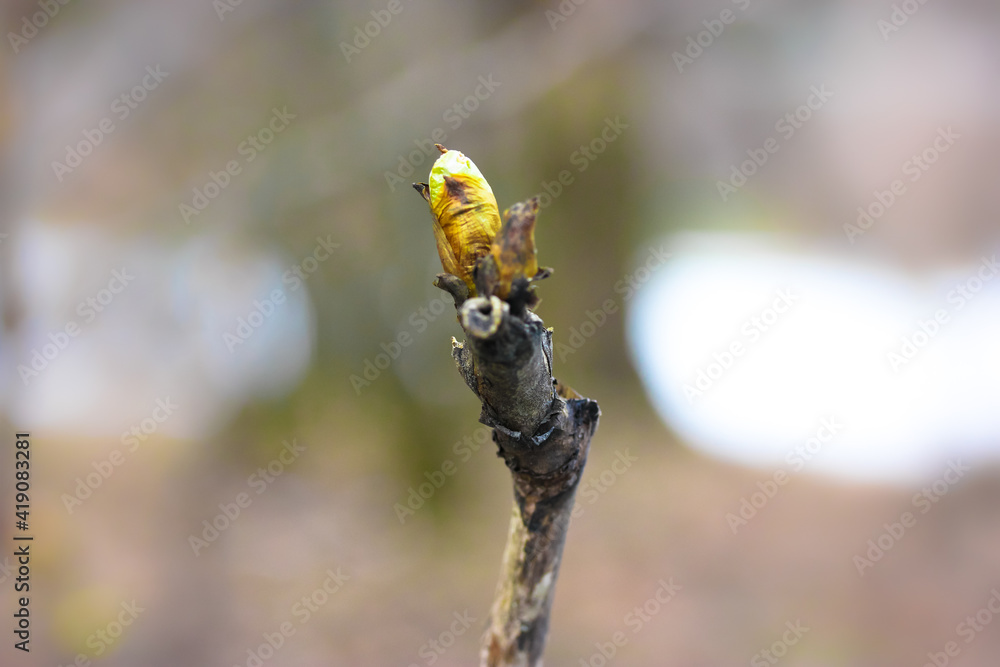 Unopened bud on a tree branch, blurred warm background. Minimalistic natural spring background. The concept of the nature arrival in spring, the rebirth of nature after winter. Selective focus.
