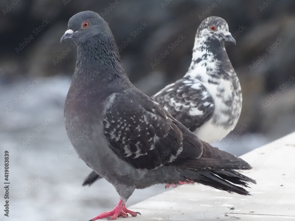 Fototapeta premium Pigeons next to the sea