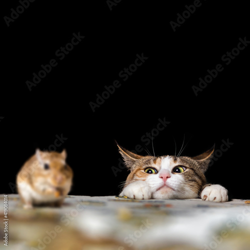 Sticker Pretty Ginger Cat in Alerness Hunting on the Little Mouse on the Table