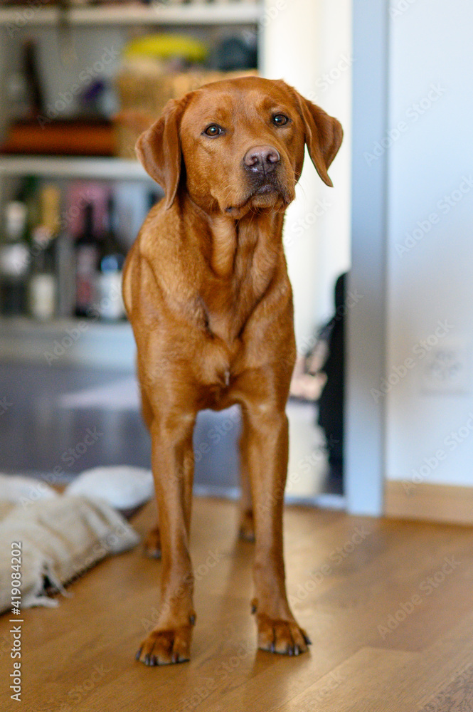 portrait of a brown labrador retriever