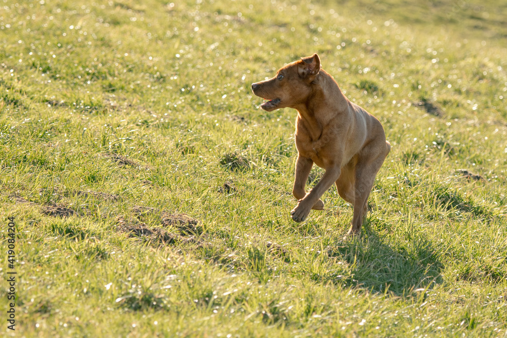 running brown labrador retriever on field