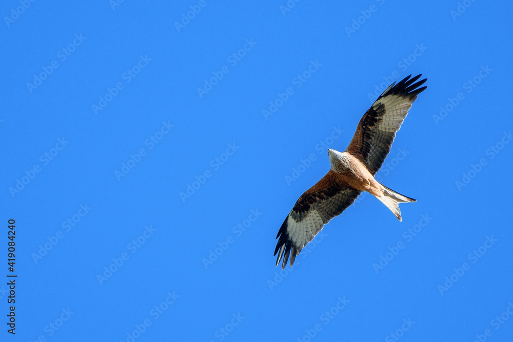 red kite flying past in blue sky, Switzerland red kite flying past in blue sky, Switzerland